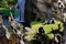 Two chimpanzees male and female sitting on a rock and waterfall background