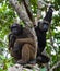 Two Chimpanzees on mangrove branches. Republic of the Congo. Conkouati-Douli Reserve.