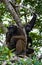 Two Chimpanzees on mangrove branches. Republic of the Congo. Conkouati-Douli Reserve.