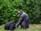 Two chimpanzees (Pan troglodytes) sitting in green grass