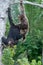 Two chimpanzees play with each other. Republic of the Congo. Conkouati-Douli Reserve.