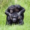 Two Chimpanzees playing