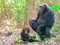 Two Chimpanzees sitting in forest at Gombe National Park
