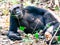 Two Chimpanzees sitting in forest at Gombe National Park