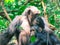 Two Chimpanzees sitting in forest at Gombe National Park