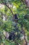 Two chimpanzees sitting relaxed in lush green tree resting, Sierra Leone, Africa