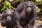 Two chimpanzees watching