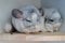 Two chinchillas