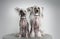 Two Chinese Crested Dogs with Silver Collars