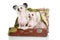 Two Chinese Crested Dogs sits in old suitcase