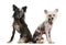 Two Chinese Crested dogs sitting