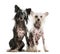 Two Chinese Crested dogs sitting