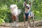 Two Chinese Crested dogs for a walk. Purebred bald dogs