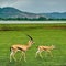 Two Chinkara gazelles in a grassy plain with mountains in the background