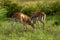 Two Chinkara Indian gazelle Antelope animal pair eyes expression grazing grass in monsoon green wildlife safari at ranthambore