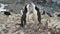 Two Chinstrap penguin standing near the empty nest in colonies