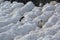 Two Chinstrap penguins in Antarctica
