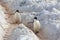 Two Chinstrap penguins in Antarctica