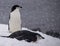 Two Chinstrap Penguins Resting in Antarctica