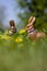 Two chocolate easter bunnies in the grass and between dandelions in the garden.