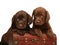 Two chocolate puppies with a wooden trunk.