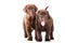 Two Chocolate Retriever puppies on isolated white