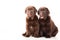 Two Chocolate Retriever puppies on white