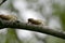Two Cicadas Perched on a Branch - 13 year 17 year - Magicicada