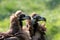 Two cinereous vultures close-up portrait