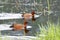 Two cinnamon teal in the water