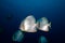 Two Circular batfish (Platax orbicularis)