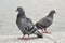 Two city pigeons stand