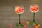 Two Classic Green Stemmed Wine Glasses with Candy