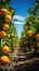 Between two clean rows of oranges in the orchard. The harmonious arrangement of orange trees, standing tall and proud