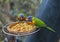 Two close up exotic colorful red blue green parrot Agapornis lor