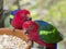 Two close up exotic colorful red blue green parrot Agapornis parakeet