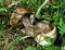 Two close up grape snails, making love in summer grass