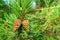 Two closed brown Lodgepole Pinecone on a pine branch with green needles in forest of mountains