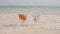 Two clown fish float in water in two glass cups on an exotic coast. Bowls with fish in the sand washed by the ocean