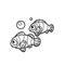 Two clown fish swim side by side coloring book linear drawing isolated on white