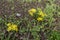 Two clusters of bright lemon yellow flowers