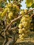 Two clusters of white grapes in the vineyard