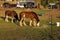 Two Clydesdale horses grazing.