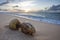 Two coated coconuts at a warm sunset on the Caribbean sandy beach