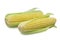 Two cob raw whole organic sweet corn on white isolated background with clipping path. Sweet corn or sugar corn have high