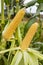 Two cobs young sweet corn closeup