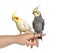 Two Cockatiel on human hand, isolated