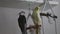 Two cockatiels sitting, resting on rope swing perch