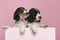 Two Cocker Spaniel puppies hanging over the border of a pastel pink box on a pink background