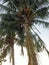 two coconuts with dense leaves and yellow fruit